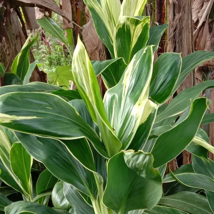 Cordyline Fruticosa (XL - Life Potted Plant)