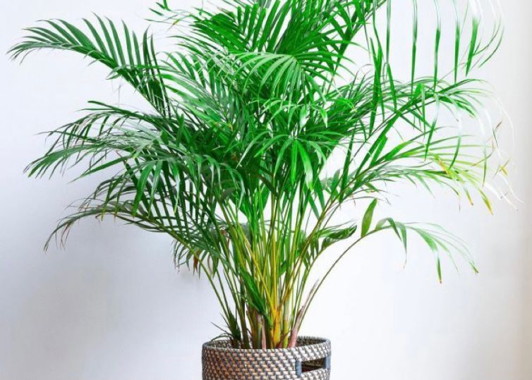 Dypsis lutescens (XL - Life Potted Plant)