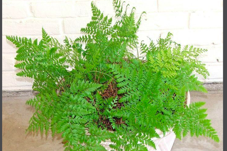 Fern Plant / Ornamental Fern - Premium (XL - Life Potted Plant)