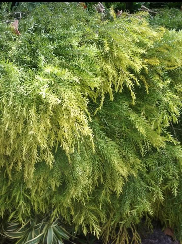 Cascading Juniper (XL - Life Plant Potted)